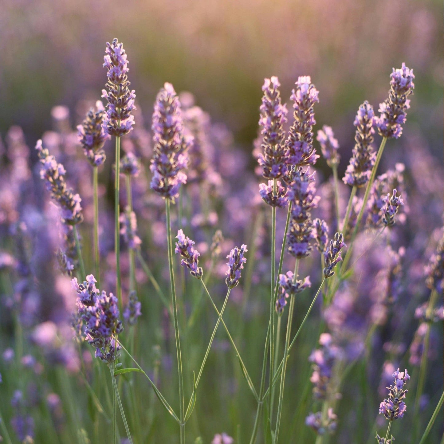 Aide Bodycare - Lavender Oatmeal Soap - Wholesale