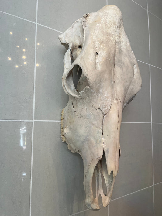 Antique Horse Skull with Full Dentition – Wall Hanging Specimen