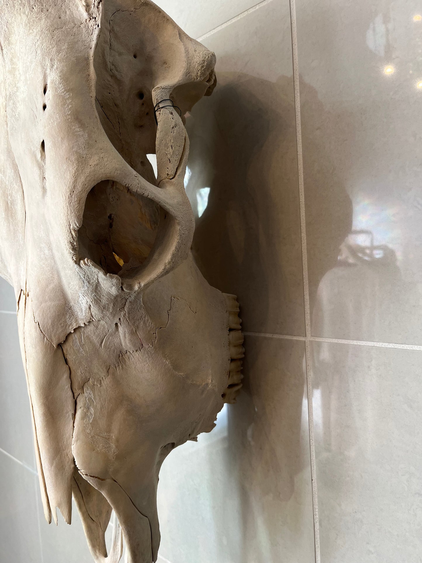 Antique Horse Skull with Full Dentition – Wall Hanging Specimen