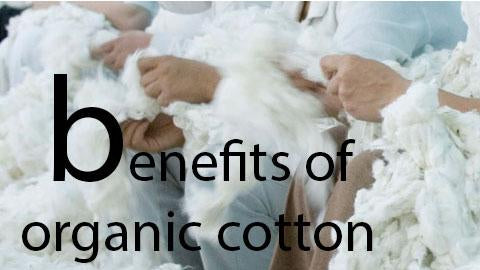 Organic Cotton