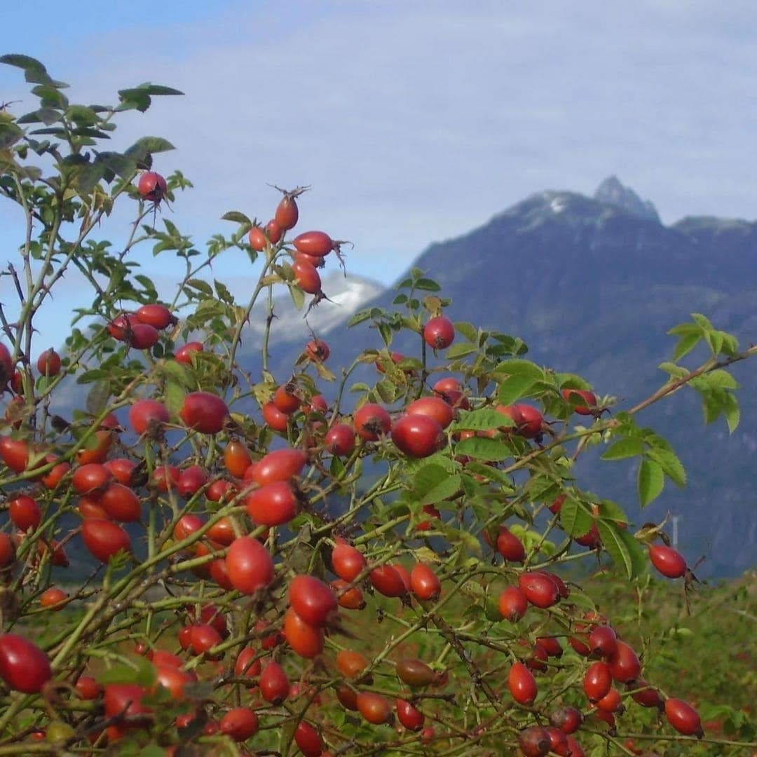 WOO World of Oils - WOO™ Rosehip Oil, 100% Organic