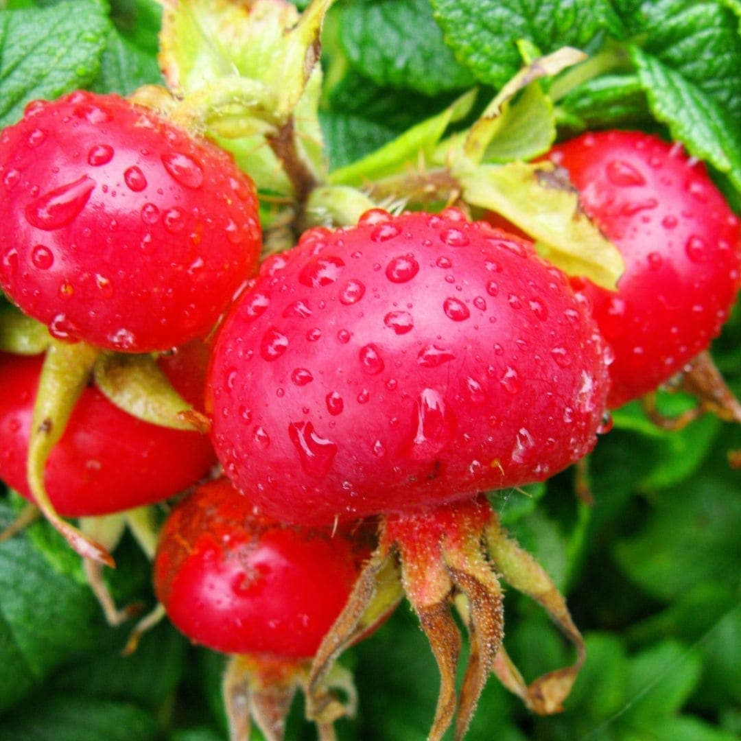 WOO World of Oils - WOO™ Rosehip Oil, 100% Organic