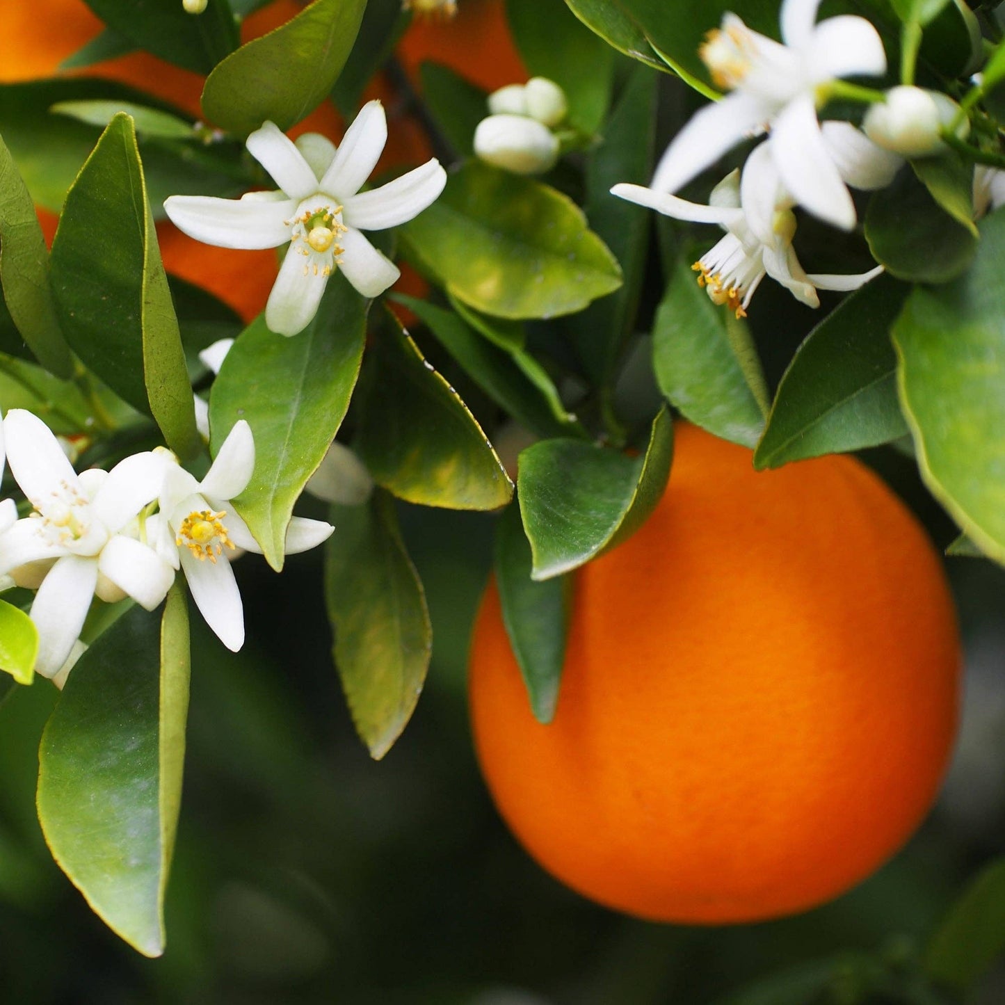 Aide Bodycare - Orange Flower Soap - Wholesale