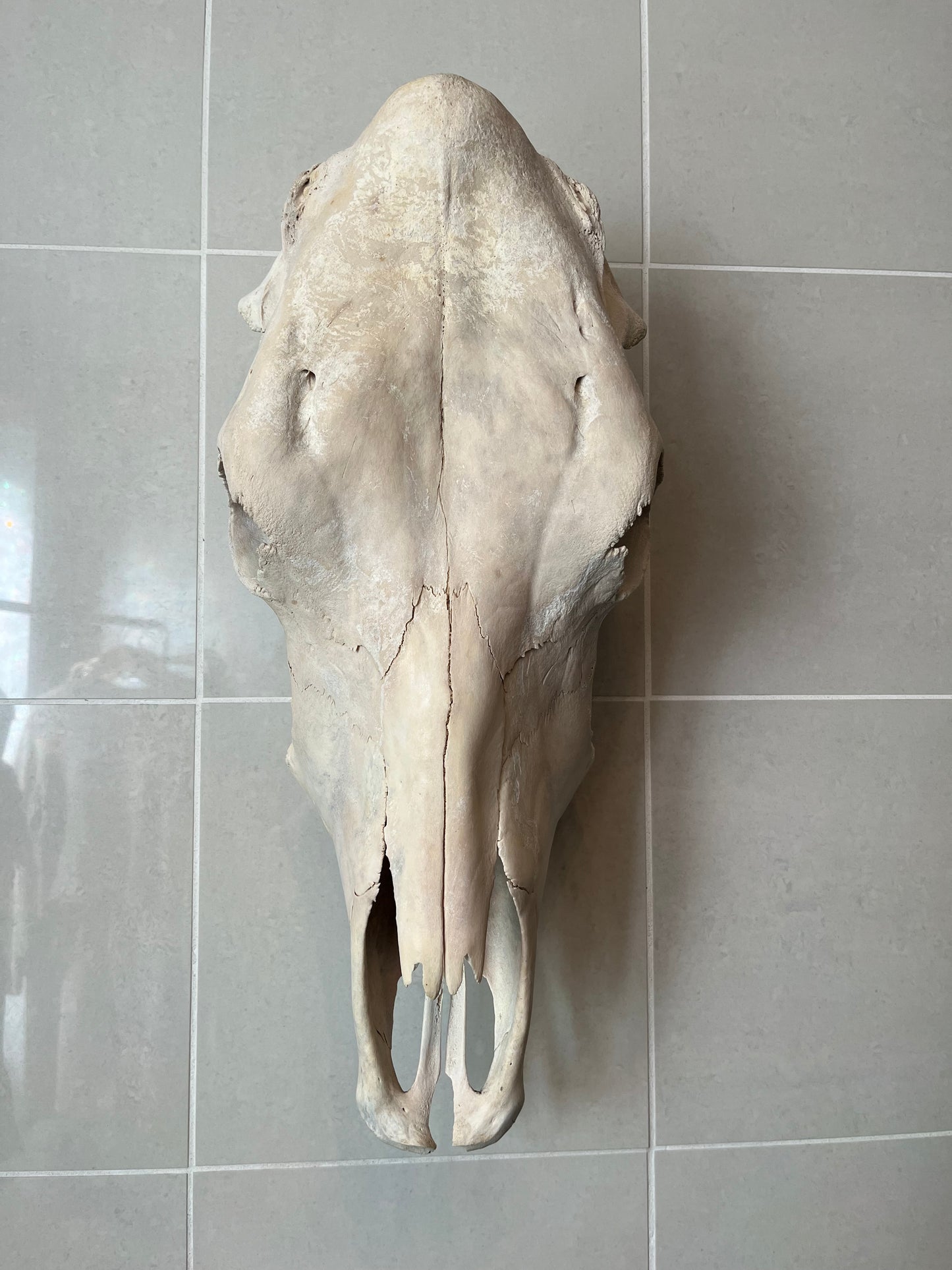 Antique Horse Skull with Full Dentition – Wall Hanging Specimen