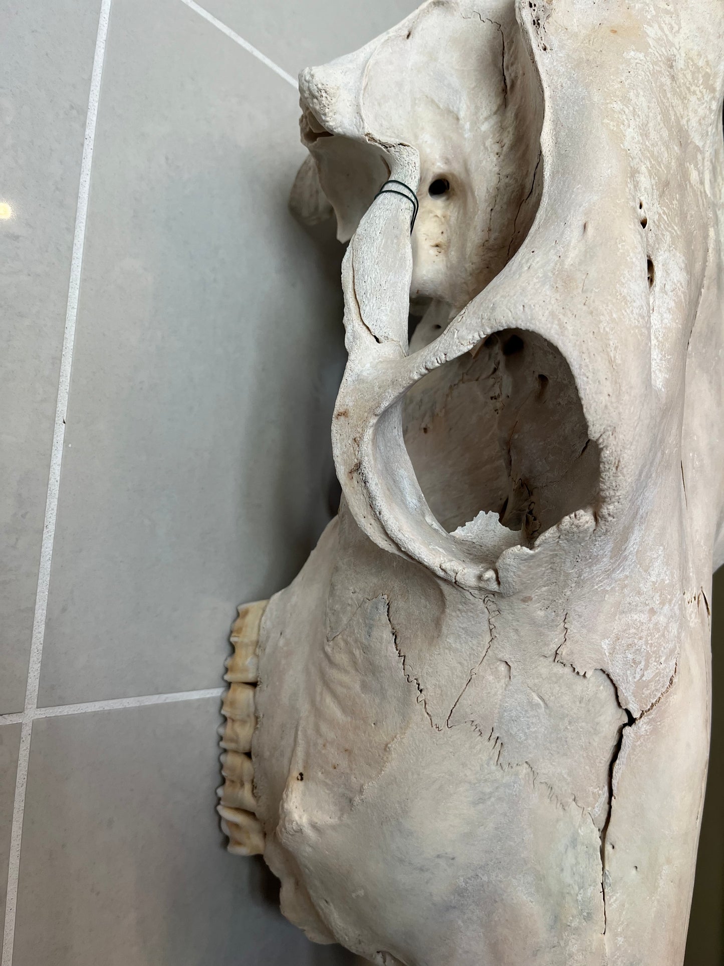 Antique Horse Skull with Full Dentition – Wall Hanging Specimen