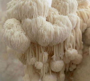 RAINBO Lion's Mane Mushroom Tincture