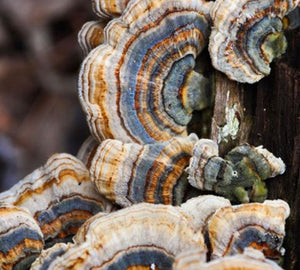 RAINBO Turkey Tail Mushroom Tincture